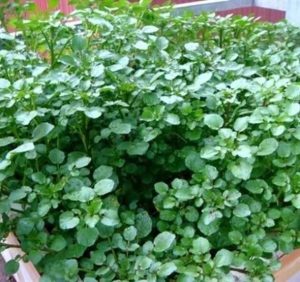 The world is abuzz after the discovery of a vegetable with anti-can.cer properties hundreds of times stronger than specialized drugs.