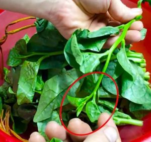 The Secret Superfood: Why This Leafy Green Beats Beef for Minerals