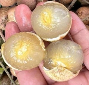 Discover Nature’s Sweet “Dragon Eye” for Wellness