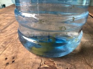 Stop Drinking These! Microplastics Found in Daily Favorites