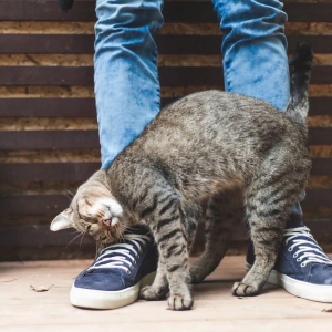 When a cat rubs against you, this is what it means