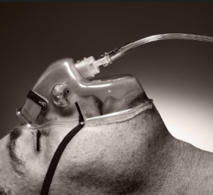 A research reveals your body knows when death is near, and it all starts in the nose