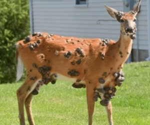 ‘Mutant deer’ with bubble skin sparks outbreak fears in US