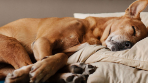 Your Dog Isn’t Stealing Your Bed For The Reason You Think