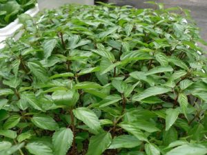 No matter how small your house is, you should grow this plant at home