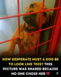 The Story Behind the Viral Image of the Heartbroken Pup
