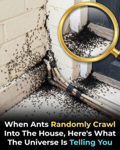 Why Ants Suddenly Appear in Your Home and What It Could Mean