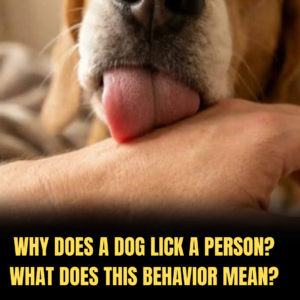 The Language of Licks: Why Your Canine Companion Can’t Stop Gifting You “Kisses”