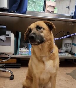 Dog left heartbroken after being surrendered to shelter after 2 years: “He doesn’t understand where his person went”