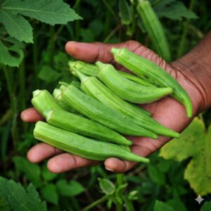 Doctors Reveal That Eating Okra Regularly May Cause Unexpected Side Effects In Some People