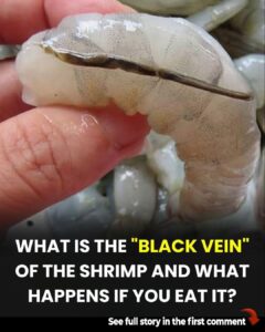 What is actually the shrimp’s vein..