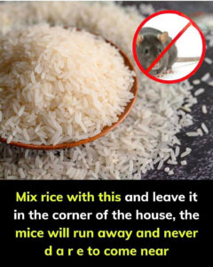 Fast & Safe Rodent Control Solution
