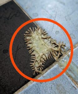 The Viral Bathroom Creature: Separating Fact From Fiction