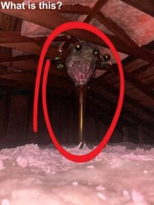 Woman Finds Strange Object Hidden In Attic — The Truth Behind It Surprised Thousands Online