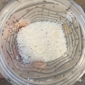 Why Ants Gather Around Sugar and the Simple Kitchen Trick That Helps Keep Them Away