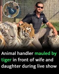 ‘Tiger King’ associate dies after being mauled by tiger during live performance