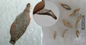 What Are Those Small Oval-Shaped Bags on Your Walls?
