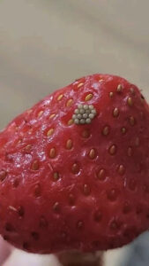 Tiny White Worms in Strawberries? Here’s What They Really Are (And Whether You Should Panic)