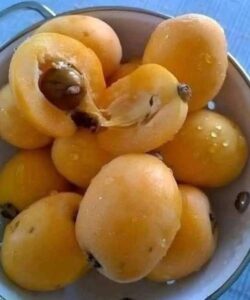 The Ultimate Guide to the Loquat Fruit