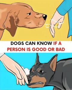 The Science of Canine Intuition: How Canines Read and Evaluate Human Intentions