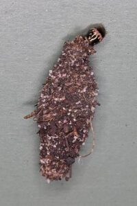 What Are Those Strange Bags on Walls?