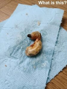 The Strange Discovery Under a Child’s Bed That Left Everyone Guessing