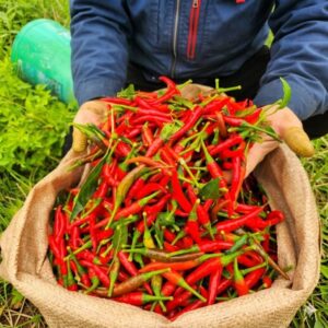 Secret Tricks for Huge Pepper Harvests Master the Ultimate Soil Hydration Techniques to Keep Your Pepper Plants Vibrantly Green and Packed with Fruits All Season Long Peppers are a favorite in home gardens worldwide. Whether you love fiery habaneros, sweet bell peppers, or classic cayenne varieties, watching these plants thrive is incredibly rewarding. However, many backyard growers hit a frustrating wall: their plants stop growing, the leaves lose their rich green color, and the blossoms drop off before producing a single pod.  A common misconception is that regular tap water is always enough to sustain these heavy feeders. While clean moisture is the foundation of plant life, relying solely on basic, untreated hydration can sometimes lead to nutrient leaching, mineral deficiencies, and lackluster yields. To unlock the full potential of your garden, you need to elevate your hydration routine.  This ultimate guide breaks down five advanced, natural hydration methods to supercharge your pepper patch, maximize your harvest, and prevent common growing issues.  Understanding the Needs of Your Pepper Plants Before changing your routine, it is essential to understand why peppers behave the way they do. These plants belong to the Solanaceae family, making them close relatives of tomatoes and eggplants. They have specific environmental preferences that dictate how they absorb moisture and nutrients.  The Problem with Yellowing Leaves When foliage turns pale or yellow, it is rarely a sign of thirst alone. In fact, it is usually a cry for help regarding nutrient uptake or root stress.  Nutrient Leaching: Excessive, unmonitored watering can wash vital mobile nutrients—like nitrogen—deep into the ground, far out of reach of the plant’s root system.  Root Suffocation: Over-saturated soil lacks oxygen. Without oxygen, roots begin to decay, preventing them from drawing up the food the plant needs to stay green.  pH Imbalance: If your local water source is highly alkaline or treated with heavy minerals, it can alter the soil chemistry, locking away essential micronutrients like iron and magnesium.  Why Standard Watering Sometimes Falls Short Pure water provides hydration, but it does not replace the minerals that growing plants continuously pull from the earth. Think of your plants as high-performance athletes; they need more than just moisture to sustain peak performance during their reproductive phase. By infusing your watering schedule with organic, nutrient-dense solutions, you feed the soil biology and the plant simultaneously.  5 Advanced Hydration Methods for Peak Yields To achieve a bounty like the one pictured above, consider integrating these five proven strategies into your gardening routine.  +————————————+————————————+ | Hydration Method                   | Primary Benefit                    | +————————————+————————————+ | 1. Fermented Organic Tea           | Rapid nitrogen and microbial boost | | 2. Calcium-Infused Steeps          | Prevents blossom-end rot           | | 3. Epsom Mineral Hydration         | Enhances chlorophyll production    | | 4. Ephemeral Starch Water          | Feeds beneficial soil microbes     | | 5. Deep-Root Trickle System        | Encourages resilient root growth   | +————————————+————————————+ 1. Fermented Organic Tea (Compost & Weed Brews) Instead of relying on synthetic chemical additives that can damage soil health over time, look to natural fermentation. Making a liquid extract from well-aged compost or specific nutrient-rich plants (like stinging nettle or comfrey) creates a powerhouse drink for your garden.  How it works: The fermentation process extracts soluble nutrients and populates the liquid with millions of beneficial microbes. When applied to the base of your plants, it delivers an immediate dose of easily absorbable nitrogen and trace minerals.  Application: Steep one part mature compost or shredded green matter in four parts rainwater for 5 to 7 days, stirring daily. Strain the mixture, dilute it until it resembles weak tea, and use it to drench the soil once every two weeks.  2. Calcium-Infused Steeps (Eggshell Extract) Peppers have a massive demand for calcium, especially as they transition from structural growth to fruit production. A lack of calcium leads to a devastating condition where the bottoms of the pods turn black, velvety, and rotten.  How it works: While crushing raw eggshells into the soil takes months or years to break down, creating an accelerated liquid extract makes the calcium bioavailable much faster.  Application: Wash and thoroughly dry used eggshells. Toast them lightly in a pan to break down organic proteins, then crush them into a fine powder. Steep this powder in water with a splash of organic apple cider vinegar for a few days to neutralize and release the calcium. Dilute this solution heavily with fresh rainwater before pouring it around the root zone.  3. Epsom Mineral Hydration (Magnesium Boost) Magnesium is the central atom in the chlorophyll molecule, which gives leaves their rich, dark green color and powers photosynthesis. If your pepper leaves are turning yellow while the veins stay green, a magnesium deficiency is the likely culprit.  How it works: Naturally occurring magnesium sulfate dissolves completely in water, allowing the plant to absorb it instantly through either the roots or the pores of the leaves.  Application: Dissolve one tablespoon of technical-grade magnesium sulfate crystals into a gallon of lukewarm water. Use this solution as a gentle mist on the foliage early in the morning, or pour it directly onto the soil at the start of the flowering stage to encourage robust budding.  4. Ephemeral Starch Water (Kitchen Byproducts) Sustainability starts at home. The water you use to prepare daily meals is often packed with valuable nutrients that usually go right down the drain. Water used to boil vegetables, rice, or pasta is an excellent resource for your garden.  How it works: Unsalted cooking water retains starches and micro-elements released from food. When introduced to your garden beds, these starches act as a food source for the native soil bacteria, promoting a thriving ecosystem that unlocks existing ground nutrients.  Application: Always ensure the cooking water is completely free of salt, oils, or seasonings. Allow the liquid to cool down entirely to room temperature. Pour it directly onto your garden beds the same day it is created to prevent fermentation or unwanted odors in your home.  5. Deep-Root Trickle System (Targeted Hydration) How you deliver moisture is just as critical as what is inside it. Overhead watering wets the foliage, which invites fungal issues, leaves the lower roots dry, and wastes water through evaporation.  How it works: Shifting to a slow, targeted delivery system ensures that moisture penetrates deep into the earth. This encourages the root system to grow downward, making the plant incredibly resilient against hot summer dry spells.  Application: Utilize a drip irrigation line, a porous soaker hose, or a DIY inverted plastic bottle system buried next to the plant stem. Deliver moisture slowly over an extended period rather than giving a quick, superficial splash. This keeps the root zone consistently damp without ever becoming waterlogged.  Pro-Tips for Long-Term Gardening Success To get the most out of your advanced watering routine, combine these techniques with sound structural gardening practices:  Always Mulch Your Beds: Lay down a 2-inch layer of organic mulch, such as clean straw, shredded leaves, or wood chips. Mulch regulates soil temperature, prevents moisture from evaporating rapidly, and stops soil-borne pathogens from splashing up onto lower leaves.  Monitor Soil Moisture Manually: Before applying any specialized liquid mixtures, insert your index finger two inches into the dirt. If it feels wet, hold off on watering for another day. Peppers prefer a cycle where the soil dries out slightly between hydration sessions.  Water at the Right Time: Aim to water early in the morning. This allows any accidental splashes on the foliage to dry rapidly under the sun, minimizing the risk of powdery mildew, blight, and fungal leaf spots.  By stepping away from a basic hydration routine and utilizing these nutrient-dense methods, your pepper plants will reward you with rich, dark green foliage and a continuous, heavy harvest of bright, beautiful fruits. Happy gardening!