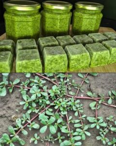 What Happens To Your Body When You Eat Purslane Every Day — Especially After 60