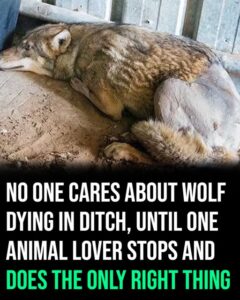 No one cares about wolf dying in ditch, until one animal lover stops and does the only right thing