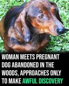 Woman meets pregnant dog abandoned in the woods, approaches only to make a horrific discovery