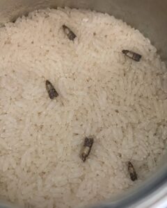 The Shocking Discovery of Rice Pests