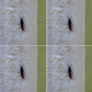 Is a Household Pests Infiltration Hiding in Plain Sight?