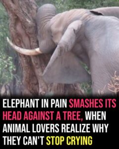 Calm elephant approaches vets’ truck when they look closely they realize the grave danger