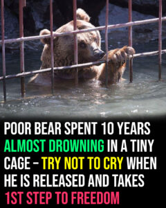 After 10 years in a tiny cage, bears take their first steps toward freedom