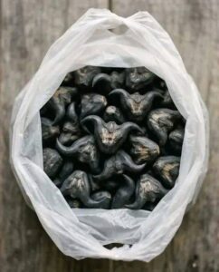 Discover the mystery food that looks like a bat.