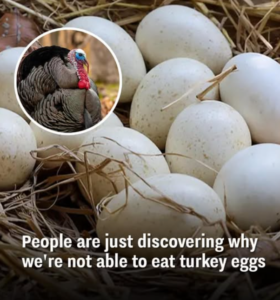 The Hidden Reason Why We Don’t Eat Turkey Eggs Everyday