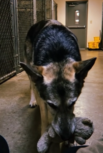 The Heartwarming Tale of a Shelter Dog’s Ultimate Act of Kindness