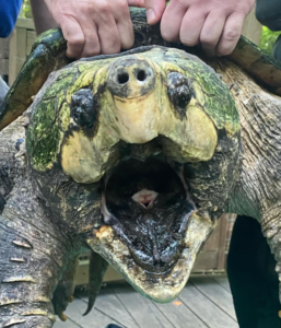A woman walking her dog finds dinosaur-like creature in a lake – is shocked when she learns what it really is