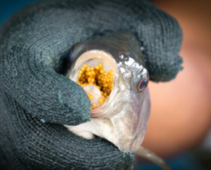 Stop Eating Red Tilapia Immediately? Experts Say The Real Danger May Not Be The Fish Itself
