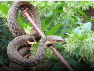 8 Plants That May Attract Snakes To Your Home — Even Some Beautiful And Fragrant Ones Made The List