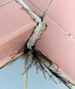 The Shocking Truth Behind the “Roots” Growing Out of Bathroom Tiles