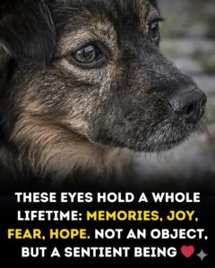 The Depth of Animal Sentience: Understanding the Emotional Lives of Companions