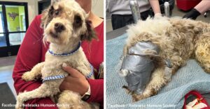 Flight to Freedom Double Flight Challenge! Fly Pets to Safety Now!      Dog Found Bound in Duct Tape and Dumped Like Trash