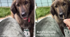 Dog Insists on Fetching Tiny Stick, Melts Hearts Online