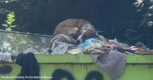 Thrown Away Like Garbage for Peeing Indoors This Sweet Dog Refuses to Give Up on Love