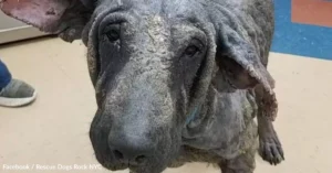 Dog Frozen In Pain, Once Looked Like Stone, Comes Back To Life With A Stunning Glow Up