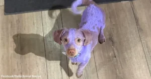 Neon Purple Puppy Found With Burned Ears Finally Feels Safe In Rescuer’s Arms