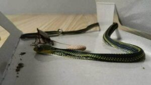 When This Snake Enters Your House, It Means You Have…
