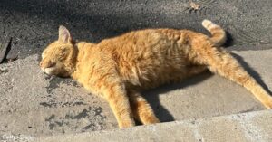 Three Legged Cat Emerges From Storm Drain After Fourteen Years Alone