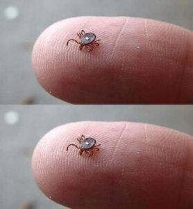 I Found This Creepy Bug Crawling On My Son’s Leg After A Walk In The Woods… Then I Noticed The Strange White Spot